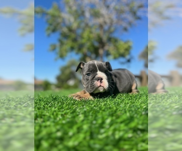Medium Photo #6 English Bulldog Puppy For Sale in WEST HOLLYWOOD, CA, USA