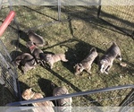 Small Photo #24 American Bully Puppy For Sale in LOVELAND, CO, USA