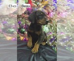 Small #6 Doberman Pinscher