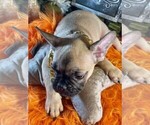 Small Photo #3 French Bulldog Puppy For Sale in HEATHROW, FL, USA
