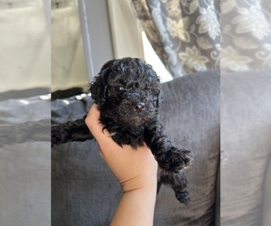 Cockapoo Puppy for sale in LOWELL, MA, USA