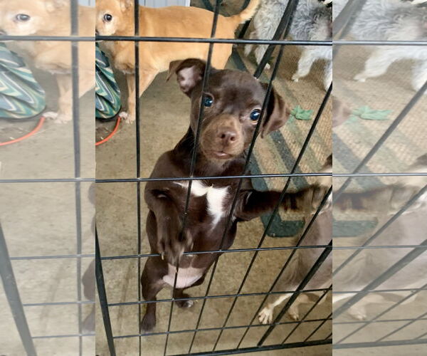 Medium Photo #3 Chug Puppy For Sale in Santa Clarita, CA, USA