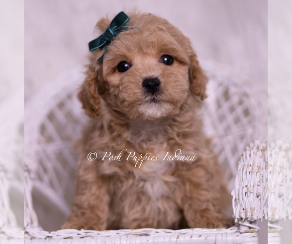 Medium Photo #112 Maltipoo (Miniature) Puppy For Sale in WARSAW, IN, USA