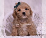 Small Photo #112 Maltipoo (Miniature) Puppy For Sale in WARSAW, IN, USA