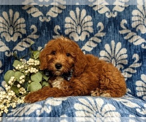 Goldendoodle (Miniature) Puppy for sale in QUARRYVILLE, PA, USA