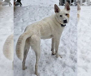 Juno - Female Mutt Dog for Adoption - Photo #6