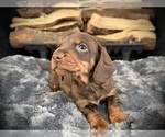 Puppy Bentley Dachshund