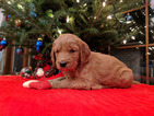 Small Photo #8 Golden Irish-Poodle (Standard) Mix Puppy For Sale in FISHERS, IN, USA