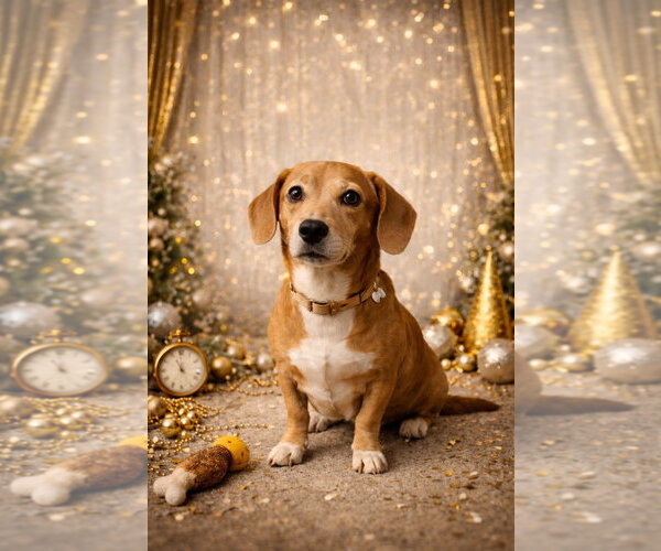 Medium Photo #2 Doxle Puppy For Sale in Sanford, FL, USA