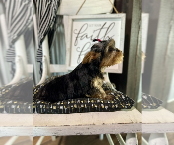 Medium Photo #8 Yorkshire Terrier Puppy For Sale in NAPPANEE, IN, USA