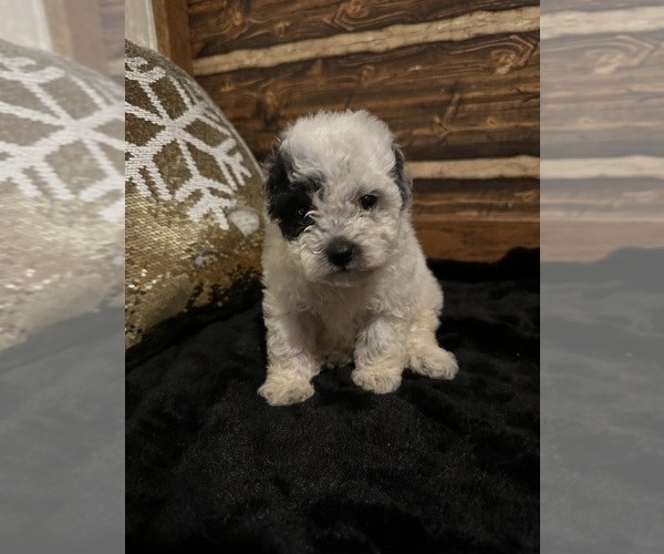 Medium Photo #4 Poodle (Miniature) Puppy For Sale in BARNETT, MO, USA