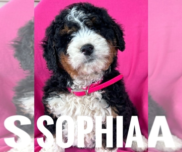 Medium Photo #5 Bernedoodle (Miniature) Puppy For Sale in BOWLING GREEN, KY, USA