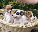 Small #5 Jack Russell Terrier