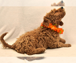 Small Photo #4 Goldendoodle Puppy For Sale in PRESCOTT VALLEY, AZ, USA