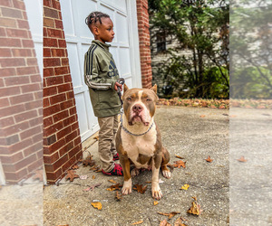 American Bully Dog for Adoption in MABLETON, Georgia USA