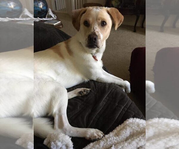 Medium Photo #2 Labrador Retriever-Unknown Mix Puppy For Sale in New York, NY, USA