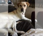 Small #1 Labrador Retriever Mix