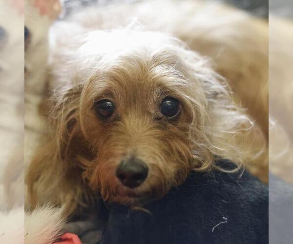 Medium Photo #1 Norfolk Terrier-Unknown Mix Puppy For Sale in San Antonio, TX, USA