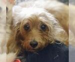 Small Norfolk Terrier Mix