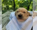 Small #8 Golden Retriever