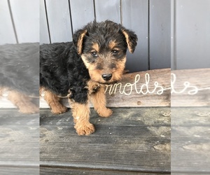 Welsh Terrier Puppy for sale in CUTLER, OH, USA