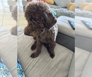 Poodle (Toy) Puppy for sale in DOVER, FL, USA