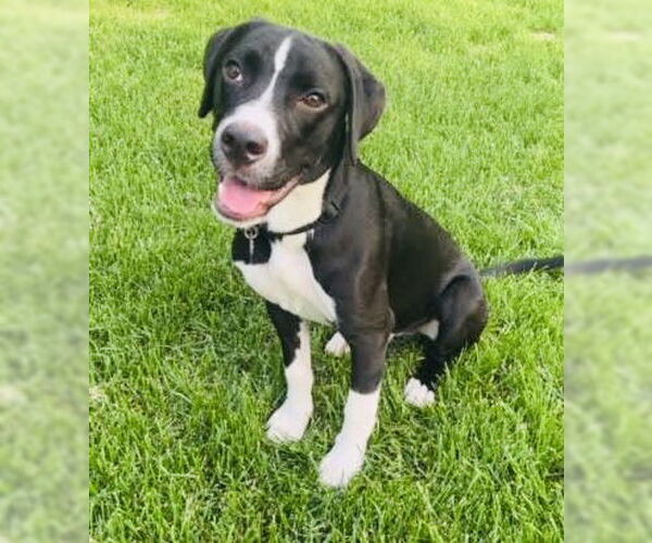 Medium Photo #1 American Staffordshire Terrier-Unknown Mix Puppy For Sale in Princeton, MN, USA