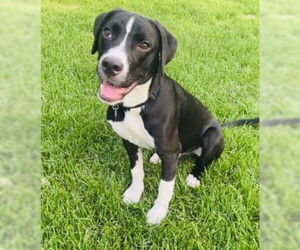 American Staffordshire Terrier-Unknown Mix Dogs for adoption in Princeton, MN, USA