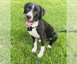 Small American Staffordshire Terrier Mix