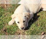 Small Photo #4 Australian Retriever Puppy For Sale in McDonough, GA, USA