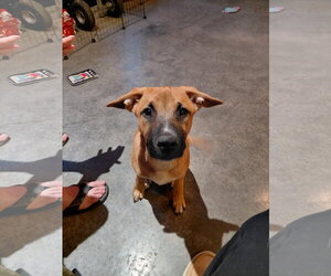 Leonard - Big Bang Litter - Male Boxer-Unknown Mix Dog for Adoption - Photo #2