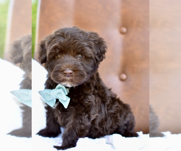 Medium Photo #8 Portuguese Water Dog Puppy For Sale in MILLERSBURG, OH, USA