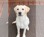 Small Photo #2 Labrador Retriever Puppy For Sale in SAMMAMISH, WA, USA