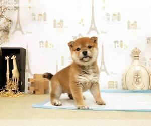 Shiba Inu Puppy for sale in CHICAGO, IL, USA