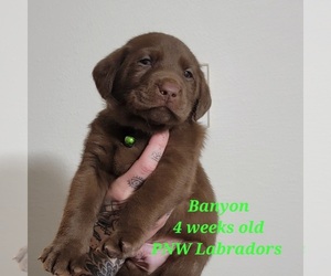 Labrador Retriever Puppy for sale in ROGUE RIVER, OR, USA