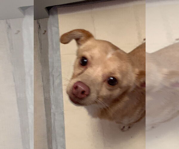 Medium Photo #8 Chihuahua Puppy For Sale in MIDWAY, UT, USA