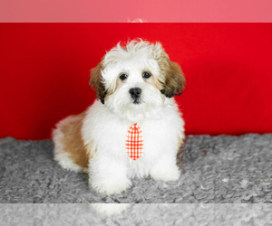 Zuchon Puppy for sale in WOLCOTTVILLE, IN, USA