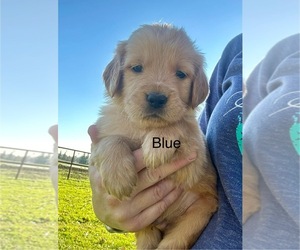 Goldendoodle Puppy for sale in WILTON, CA, USA