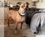 Small Boxer-German Shepherd Dog Mix