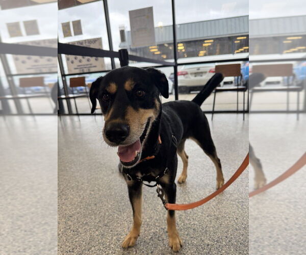 Medium Photo #7 Doberman Pinscher-Unknown Mix Puppy For Sale in Greenbelt, MD, USA