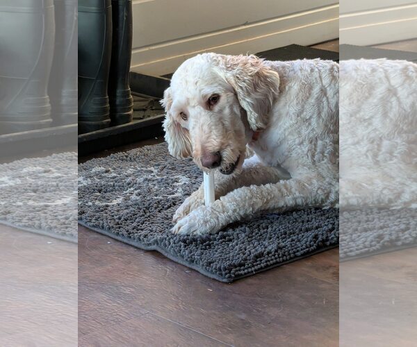 Medium Photo #10 Poodle (Standard) Puppy For Sale in Sioux Falls, SD, USA