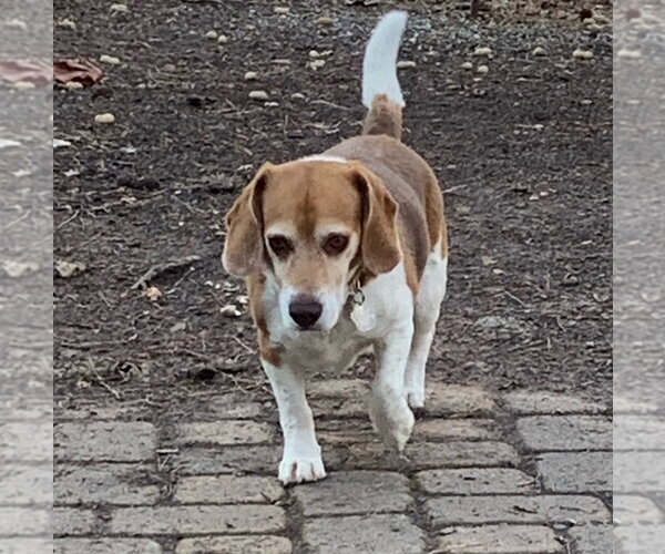 Medium Photo #4 Beagle Puppy For Sale in Mooresville, NC, USA