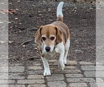 Small #3 Beagle