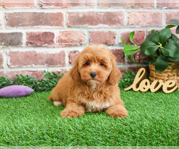 Medium Photo #7 Goldendoodle mix (+ Poodle Miniature) Puppy For Sale in SYRACUSE, IN, USA