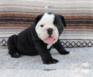 Bulldog Puppy for sale in SHILOH, OH, USA