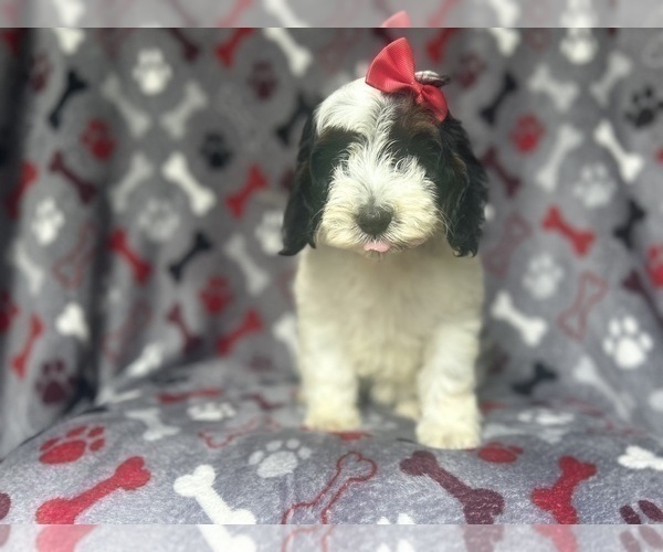 Medium Photo #3 Cock-A-Poo Puppy For Sale in LAKELAND, FL, USA