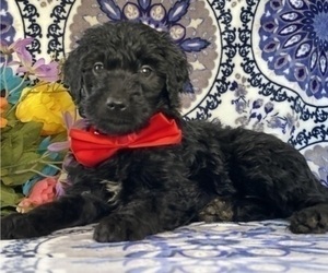 Goldendoodle Puppy for sale in LANCASTER, PA, USA