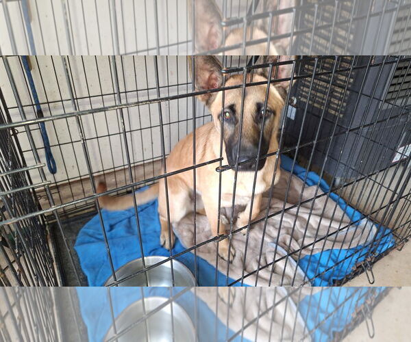 Medium Photo #2 Mutt Puppy For Sale in Roanoke, TX, USA