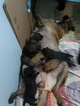 Small Photo #11 Belgian Malinois-Dutch Shepherd Dog Mix Puppy For Sale in CUTLER BAY, FL, USA