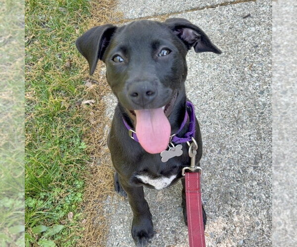 Medium Photo #5 Labrador Retriever-Unknown Mix Puppy For Sale in Boston, MA, USA
